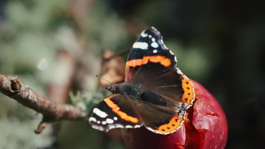 Butterfly eating fruit off a twig from a tree