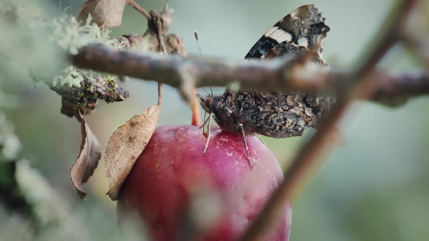 Butterfly perched on an apple and feeding with proboscis