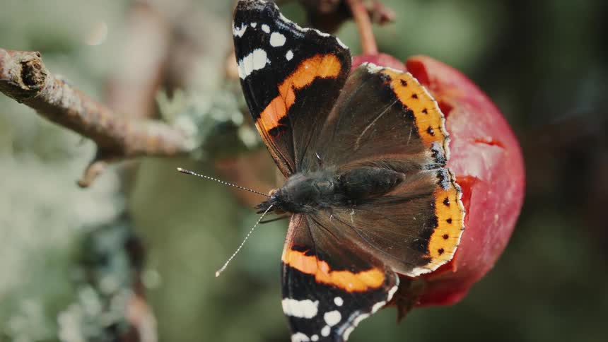 A butterfly eats from a piece of fruit hanging from a branch