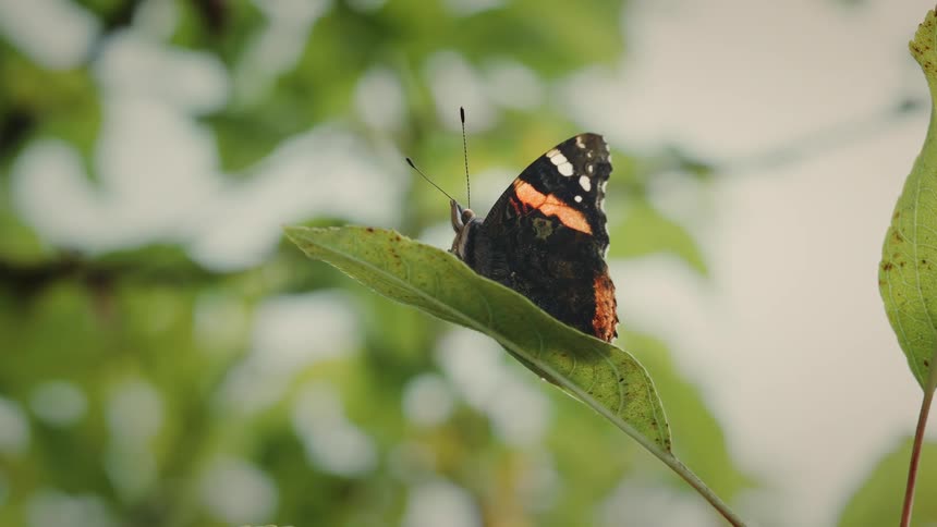Butterfly sits on a leaf moving its wings before it flies away