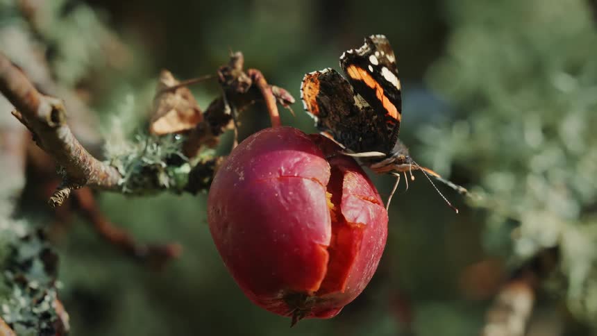 A butterfly on a fruit