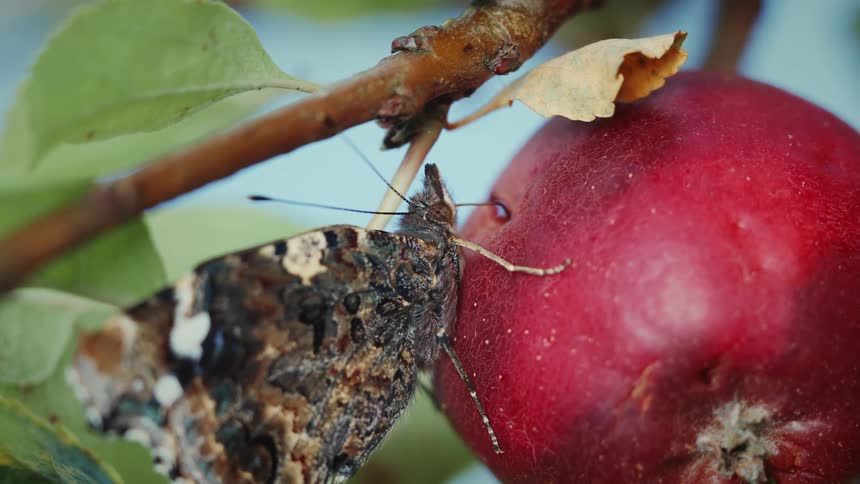 Butterfly sits on an apple in a tree and feeds on the sweet apple juice
