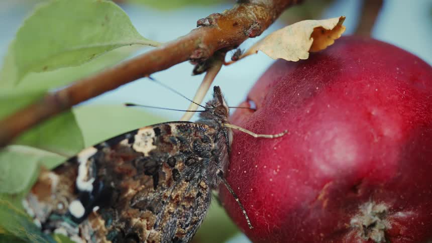 An insect perched on a ripe apple still clinging to the apple tree surrounded by green leaves and bathed in natural daylight