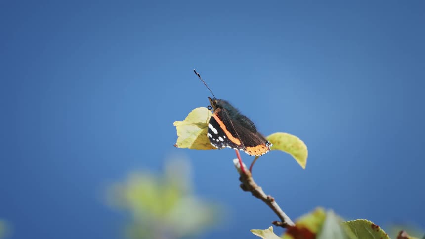 Butterfly perched on a leaf against the blue sky