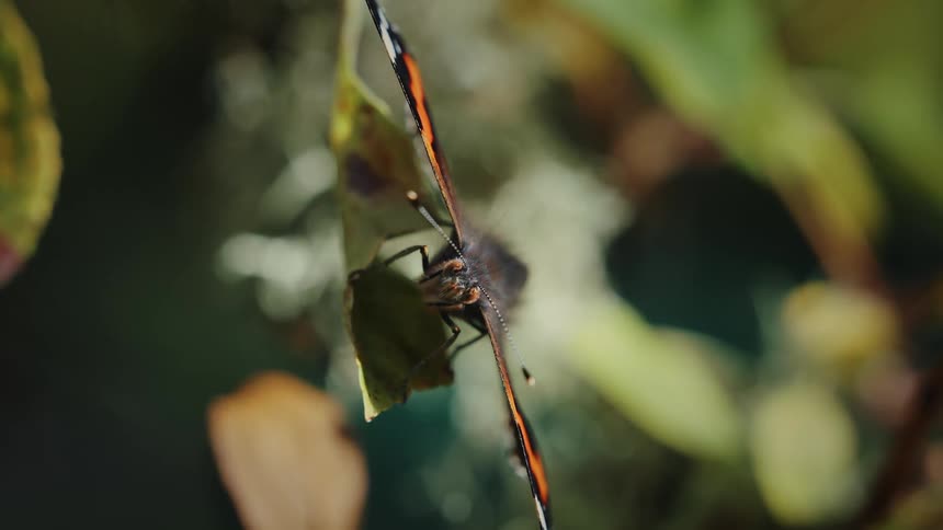 A butterfly on a leaf