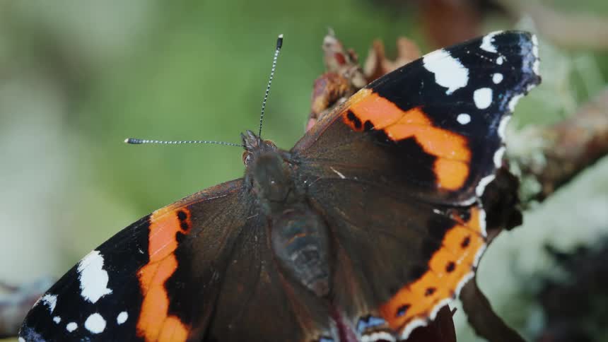 The red admiral butterfly is on the branch