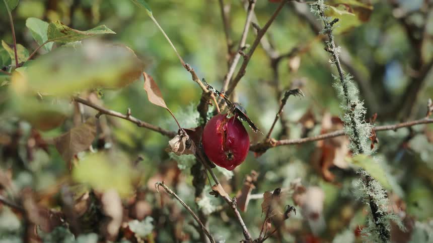 A butterfly eating from an apple from a tree in a forest at midday