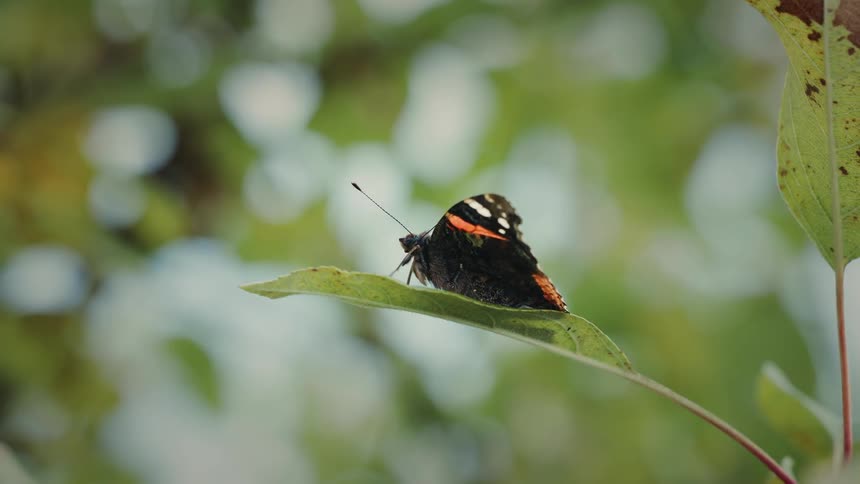 Butterfly rests on a green leaf in a forest and cleans whilst some rain drops fall