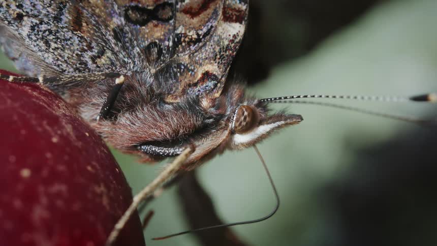 A butterfly on a fruit using proboscis to feed