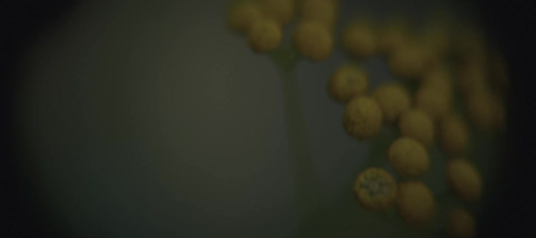Closeup of a cluster of small yellow flower buds in soft focus