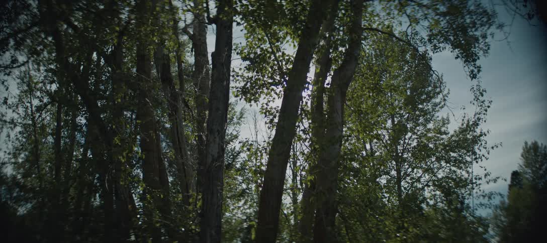 A sunbeam shines through tall trees in a forest