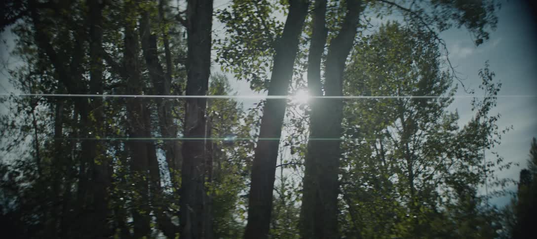 The sun shines brightly through the trees creating a lens flare and casting a glow the leaves and tree trunks are silhouetted against the bright sky