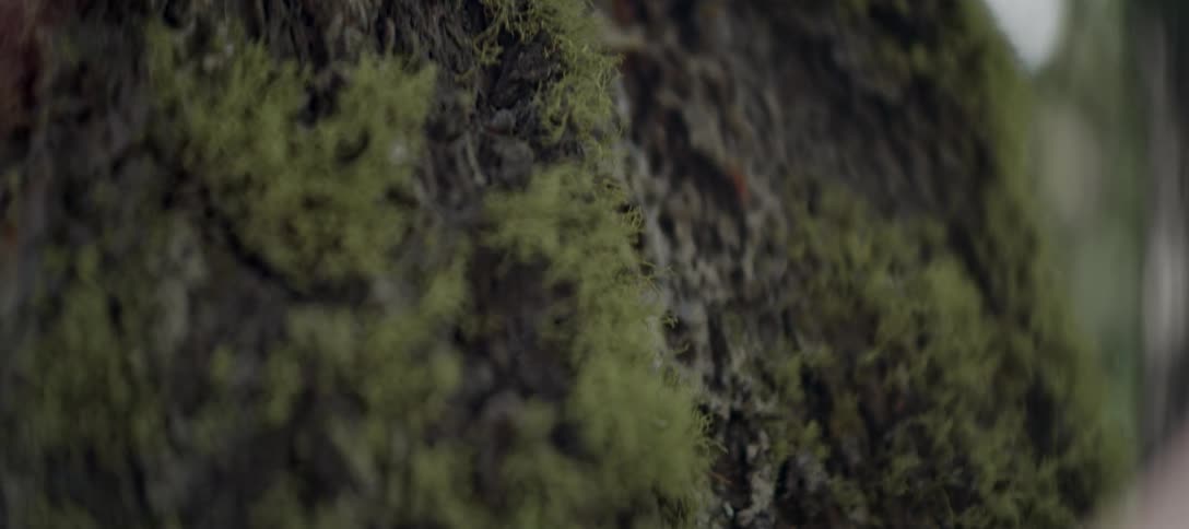 A closeup shot shows the bark of a tree covered in green moss the texture of the moss and bark is clearly visible