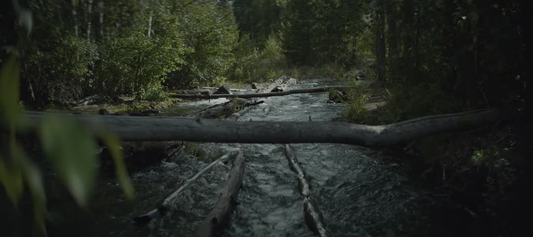 A stream flows through a lush forest with several fallen logs lying across the water the logs create a natural barrier and the sun shines on the water