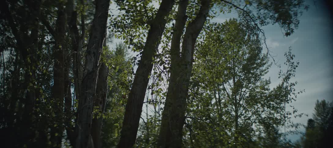 Trees outdoors in a woodland area during daytime