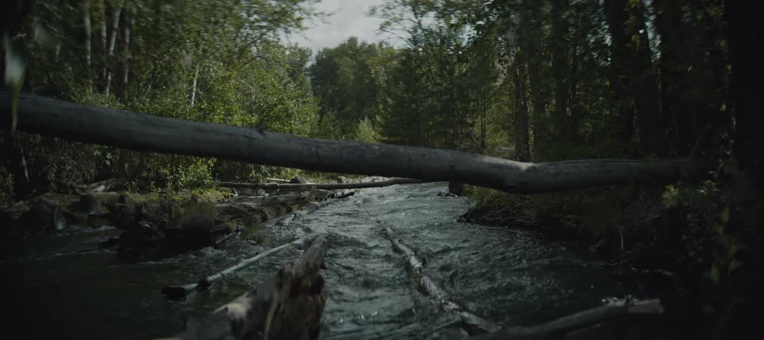 A peaceful river flows through a lush forest with fallen logs and branches scattered across its banks and surface