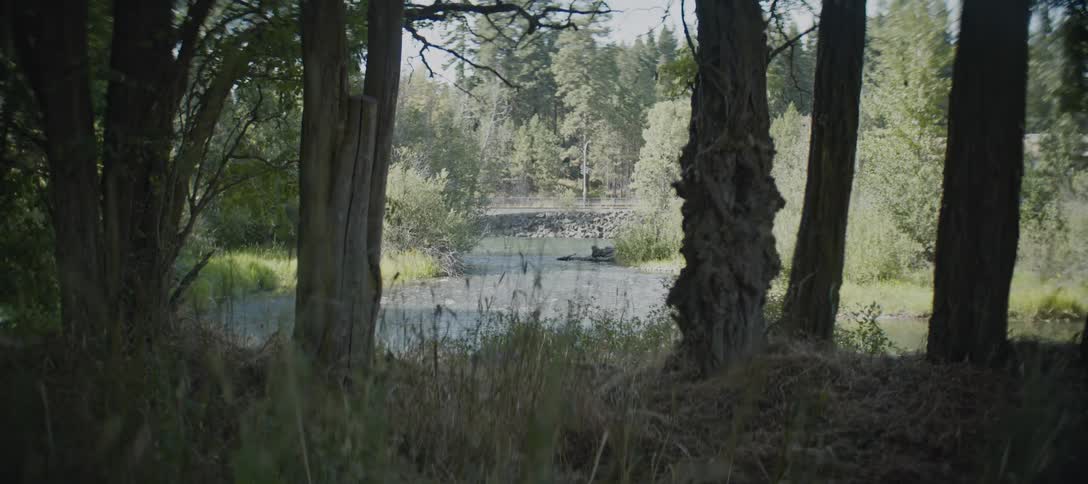 A river flows between two shores with trees on a sunny day