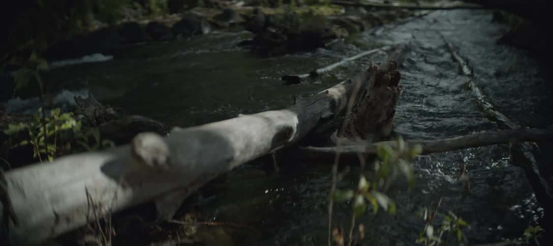 A piece of driftwood is floating in the creek