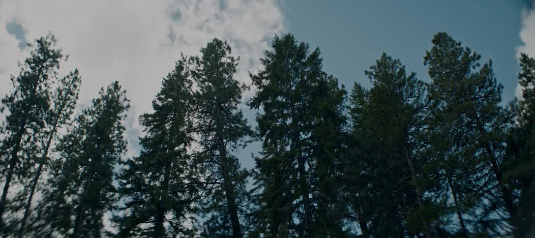 Looking up to tall trees in the wilderness against blue skies and white clouds