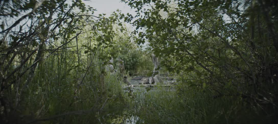 A river flowing through dense overgrown foliage