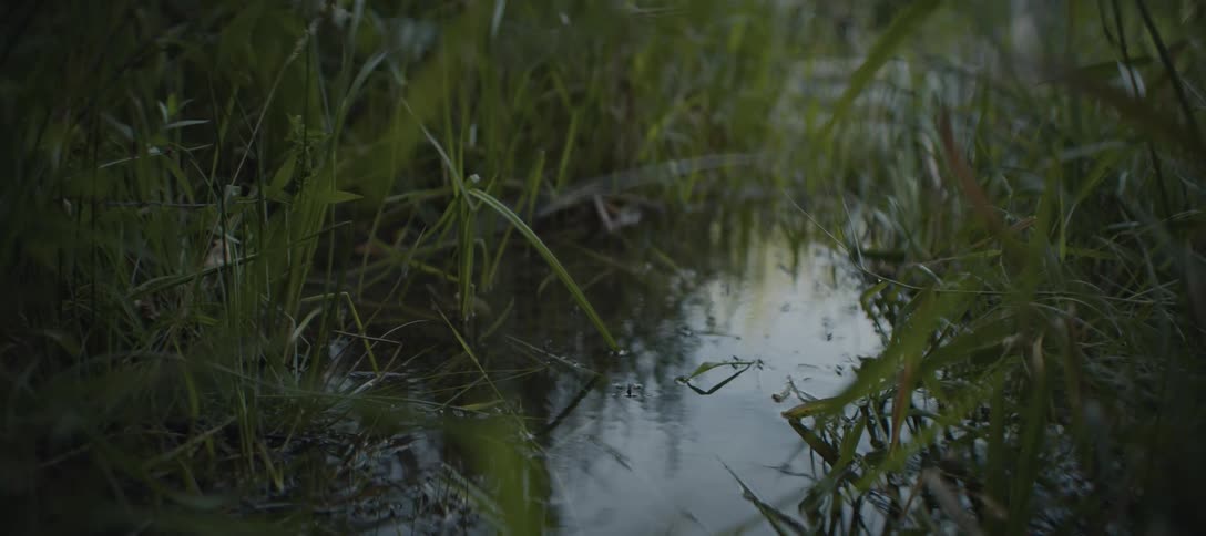 Tadpoles swim in the water together