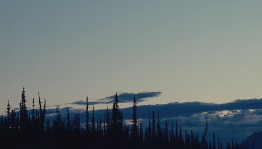 Silhouettes of tall pine trees stand out beneath the blue evening sky