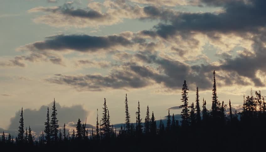 Silhouette of pine trees under a partly cloudy sunset sky