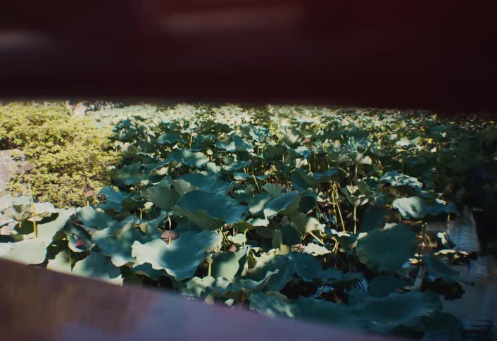 The surface of a pond is covered in lily pads illuminated by the sunlight