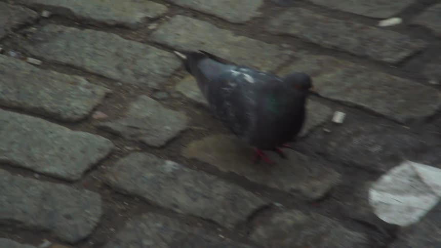 The pigeon walks on the cobblestone