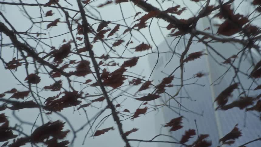 The branches of a tree are shown in the foreground the branches are shown with some leaves and are in front of a building
