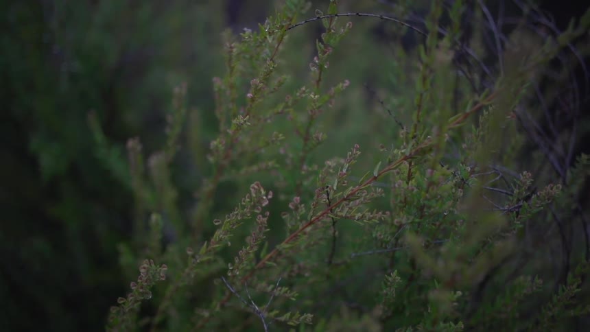 View of branches in a field