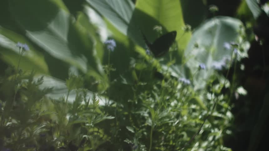 A large black butterfly with a white pattern on its wings lands on a purple flower in a garden it rests for a moment before flying away with its movement captured in slow motion