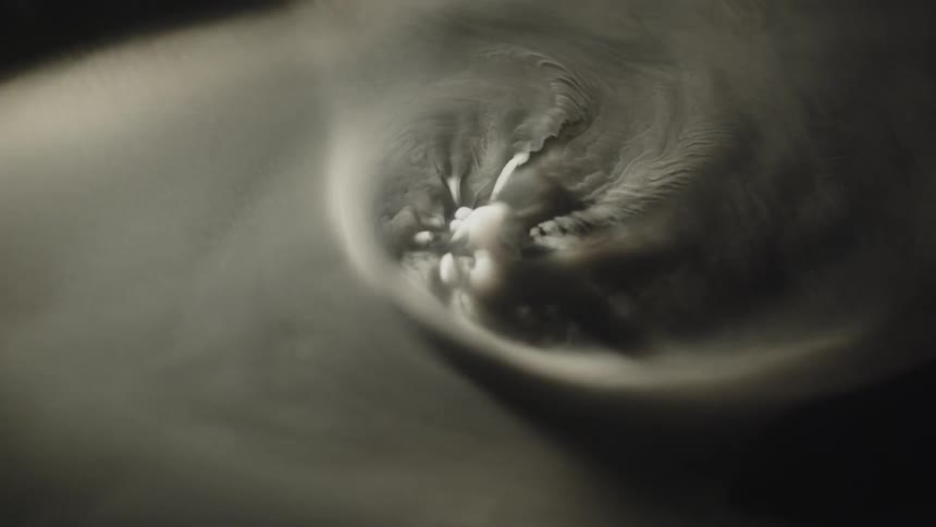 Spiraling organic forms intertwine in monochromatic composition with fluid textures and radial patterns
