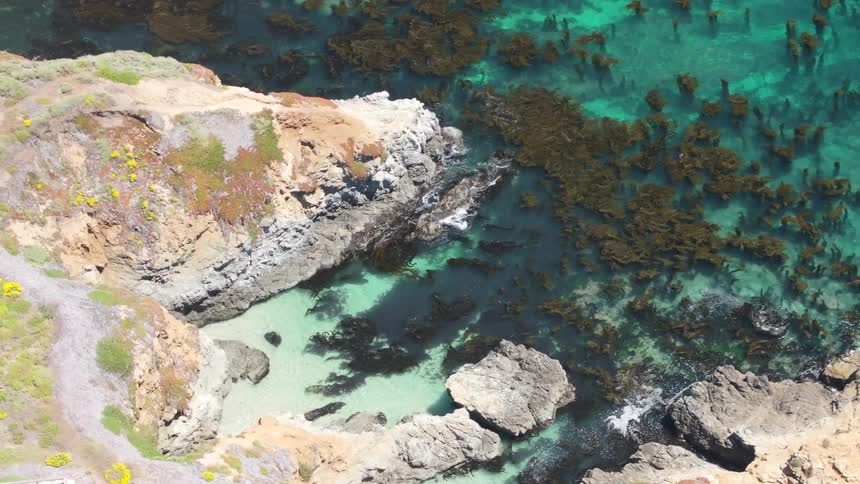 A coastal setting with rocks and seaweed in the water in a sunny day