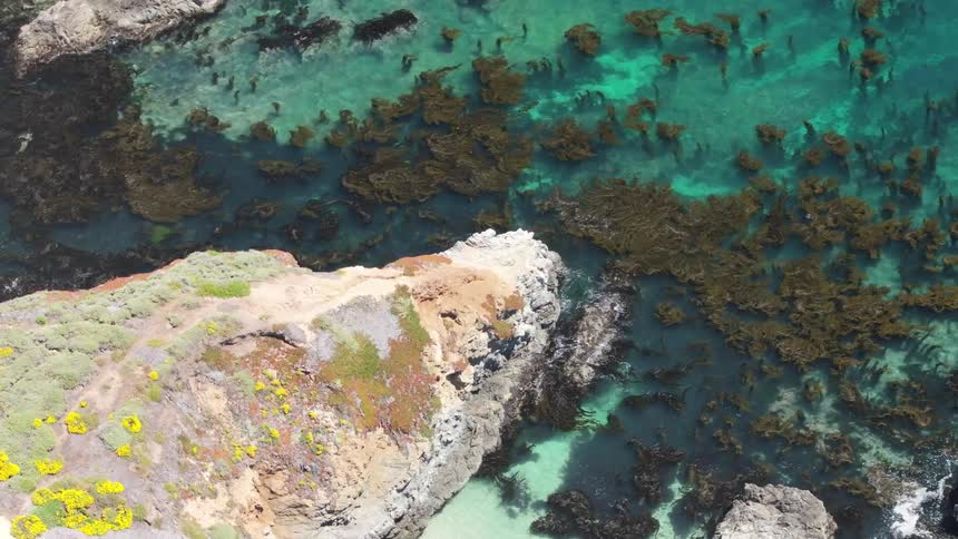 An aerial shot captures a rocky cliffside covered in lowlying green and yellow shrubs below the cliff the turquoise water is transparent revealing a dense bed of brown seaweed floating just beneath the surface