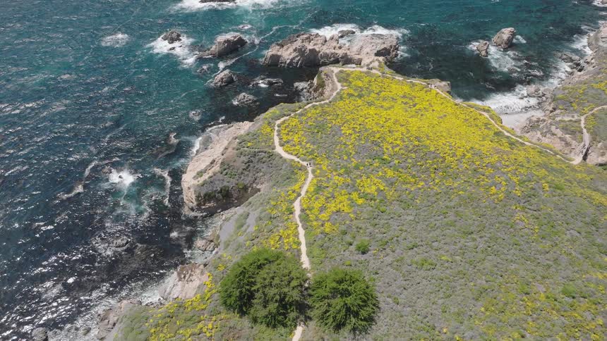 Winding trail over flowered cliffs by a deep blue sea