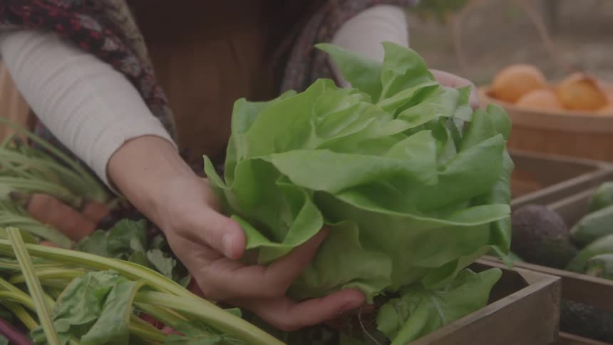 A farmers market where a woman is checking a vegetable on a crate with other crates spread out containing various fruits and vegetables