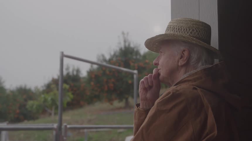 Elderly man wearing a straw hat thoughtfully observing an orchard in the background
