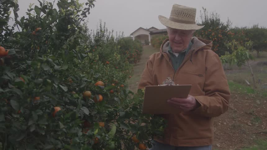 Man wearing a straw hat taking notes in a citrus orchard