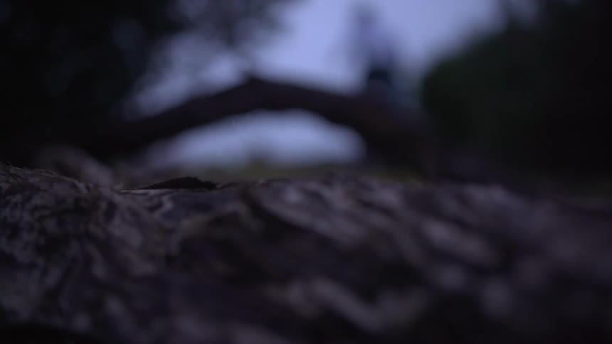 Close up of tree bark at night