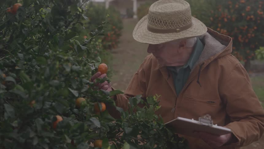 The farmer examines an orange hanging from the tree