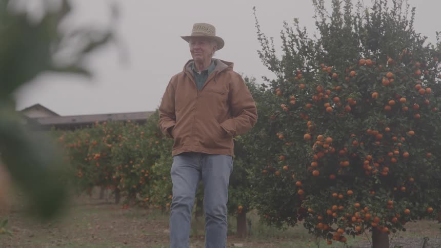 The farmer smiles while walking past his orange crops