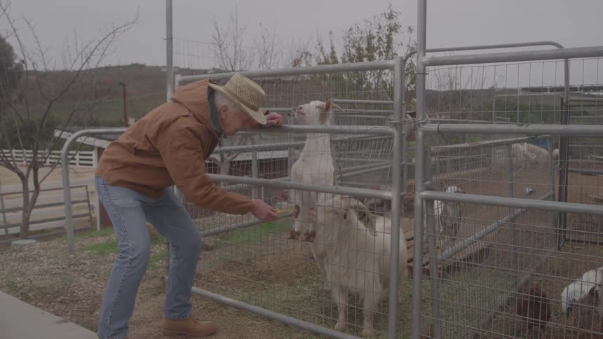 The farmer is feeding the goats through the fence
