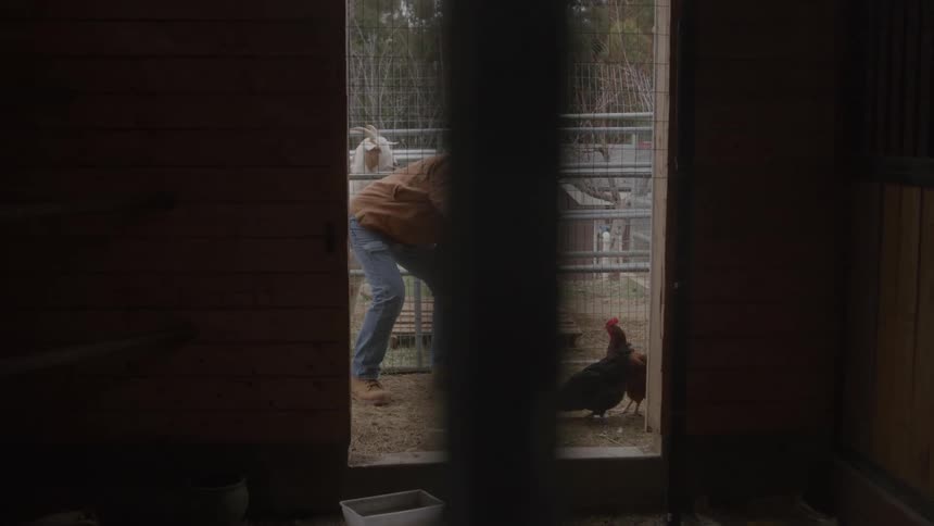 A farmer in a hat and work jacket interacts with a chicken and a dog in a rustic farm pen viewed from inside a barn