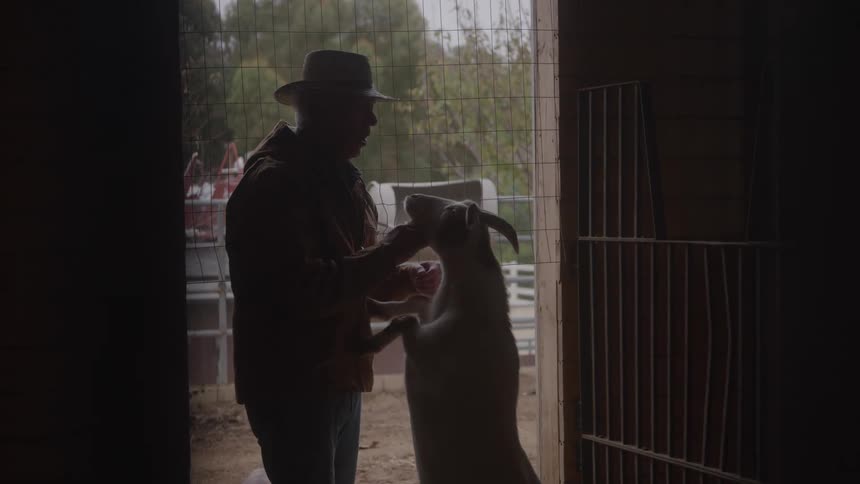 The farmer is rubbing under the chin of his goat