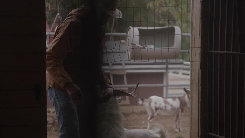Man wearing a straw hat feeding goats inside a rural enclosure