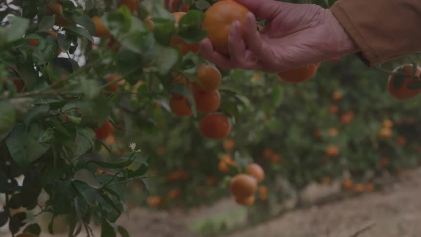 The man picks an orange on the farm