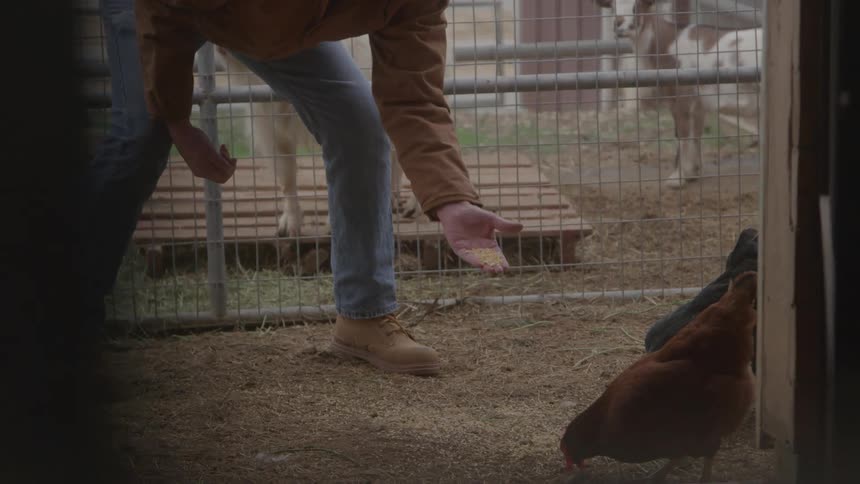 Person feeding chickens in an enclosure while a dog watches in the background