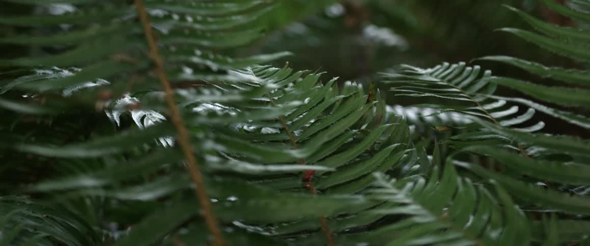 Several green palm fronds growing in the woods