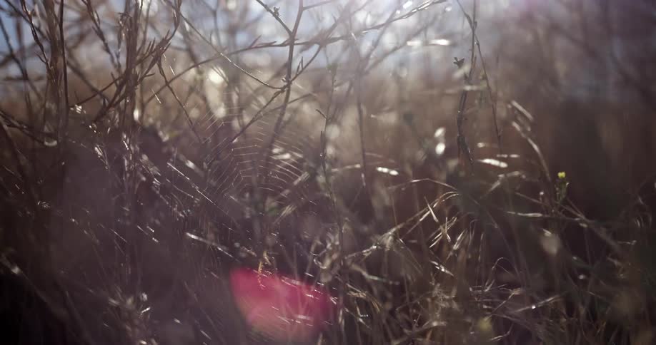 A close up view of a spider web in some weeds